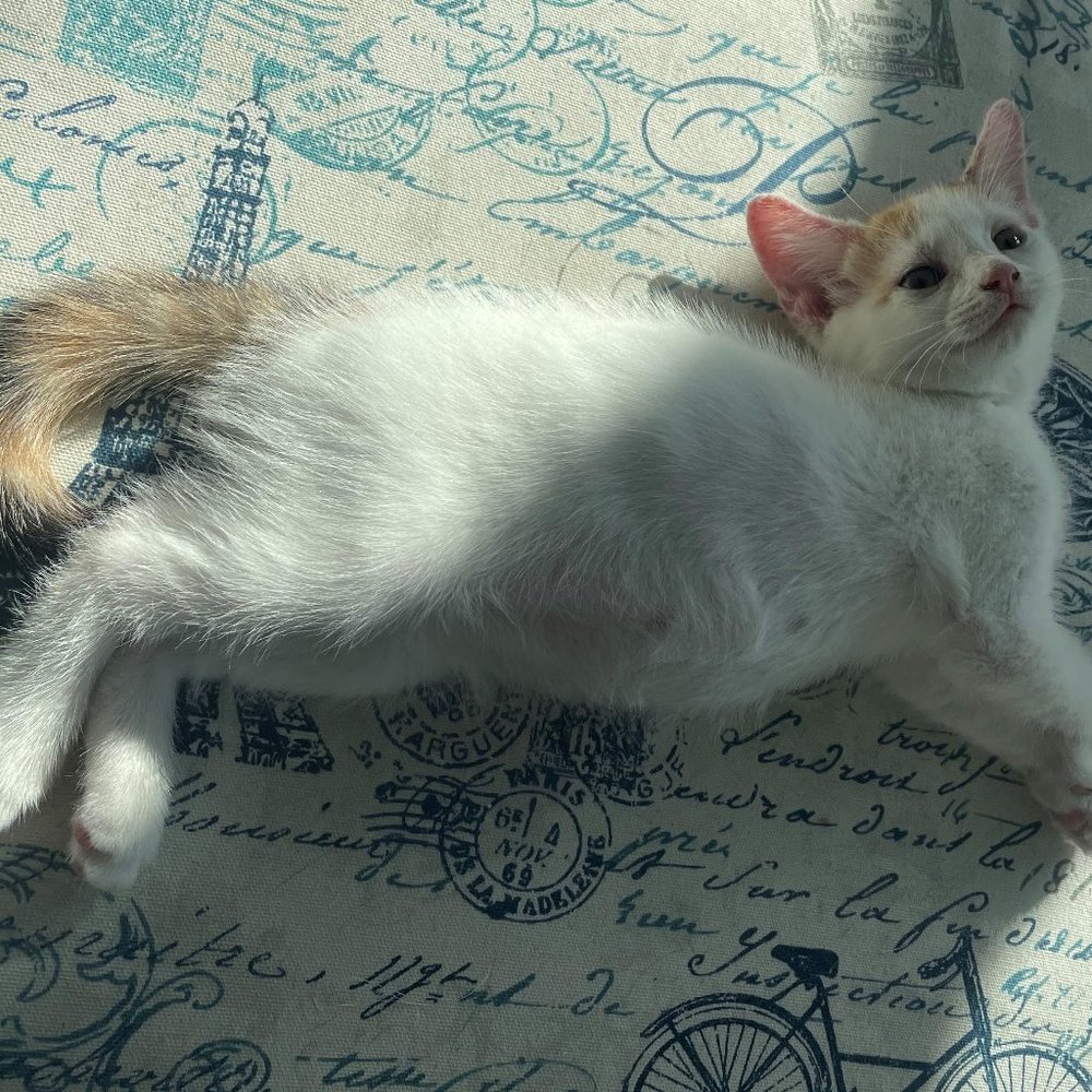 Hello! - Picture 2 of 2